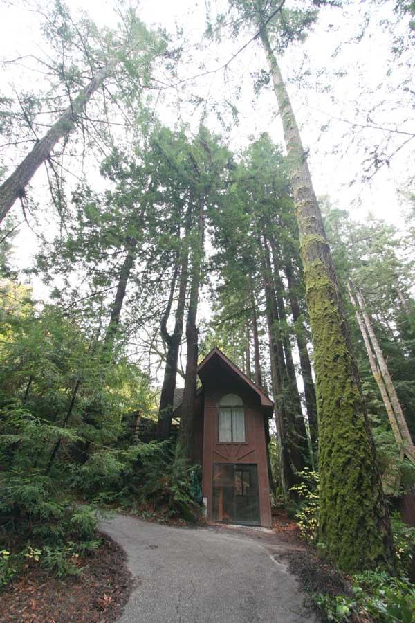 Towering redwoods and firs; two other houses share the site.