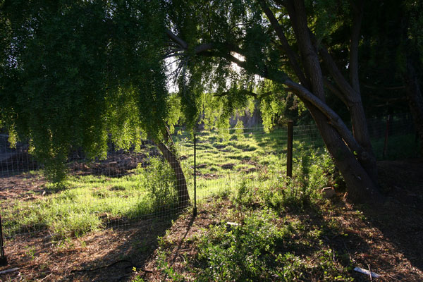 View from the front yard across adjacent pasture on the property.
