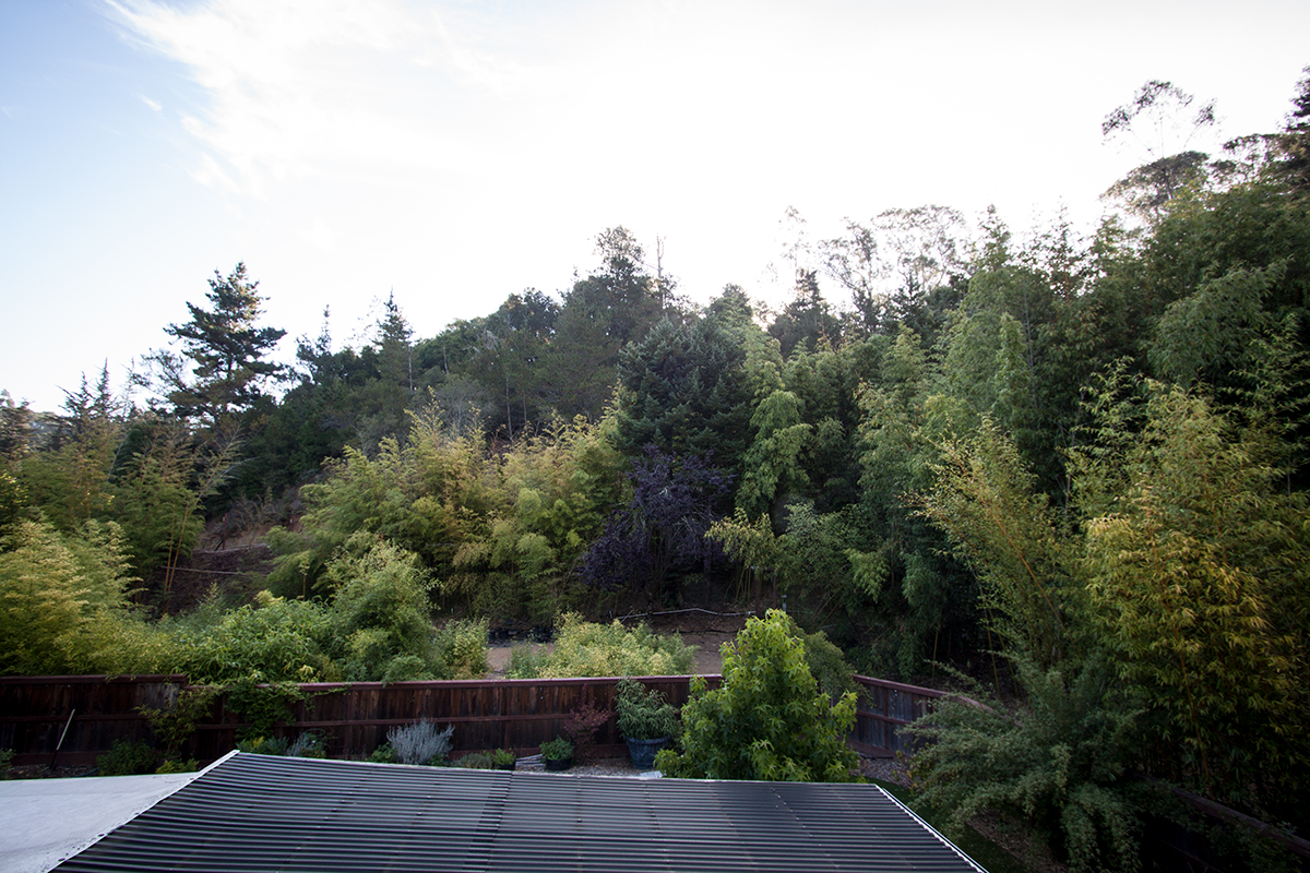 Another view of your yard and bamboo.